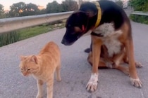 『野良犬のことが大好きな猫』が『大嫌いな猫』と一緒にいたら…混乱と葛藤が渦巻く光景が123万再生「感情迷子ｗｗ」「最後ヤバい」【海外】