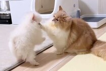 まだ出会って数日の子犬と猫→じゃれ合いを観察していたら…可愛いが渋滞している『尊い光景』が83万再生「両方短いｗｗ」「猫みたいな犬で草」