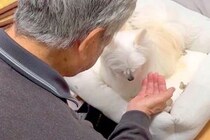 おじいちゃんから貰ったおやつを『仕方なく食べる犬』→思った以上に美味しくて…分かりやすい『表情』に5万いいね「どっちも可愛すぎるｗｗ」