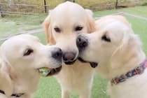 一つのおもちゃを取り合う大型犬たち→みんなが互いに気を遣い…予想外すぎる『まさかの結末』が43万再生「可愛い大集合」「負けられない戦い」