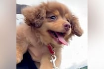 赤ちゃん犬を『抱っこしながらお散歩に連れて行った』結果→腕の中で楽しくなりすぎて…『悶絶級の行動』に反響「天使すぎる…」「癒された」