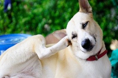 耳をかいている犬