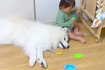 突然、小さな男の子が叫んだ結果→寝ていた大型犬が『怒られた』と勘違いしてしまい…愛おしい光景が37万再生「優しい」「どっちも純粋だなあ」
