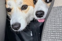 ウキウキ笑顔でドッグランに出かけた2匹の犬→帰りの車内で…人間の子どものような『愛おしい光景』に2万いいね「無邪気すぎ」「癒やされた」