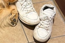 『やけに大型犬が静かだな』と思い、探した結果→玄関で発見して…思わず二度見した『まさかの光景』に1万いいね「奥までｗｗ」「うっとりで草」