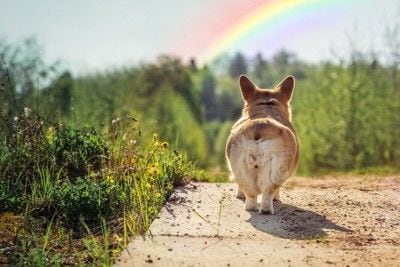 虹に向かって歩く犬