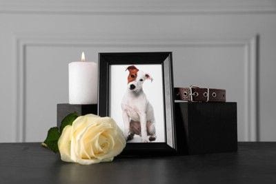 犬の遺影イメージ