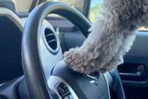 『車の運転席から外が見たい』と訴える犬→無理やりパパを踏み台にして…『まさかの覗き方』に爆笑「組体操で草」「あんよが可愛すぎるｗｗ」