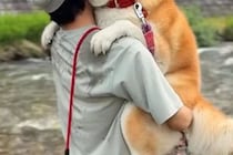 濡れるのが嫌いな『32キロの秋田犬』→自分で川に入ったのに、出れなくなって…子供のような『抱っこの光景』が33万再生「でっかい甘えん坊ｗ」