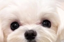 見つめてくる犬→よーく顔を見ていたら、唇が…ふと気づいた『まさかの事実』に3万いいね「可愛いけどジワジワくるｗｗ」「めっちゃたらこで草」