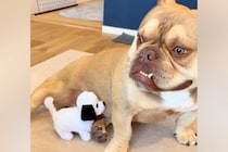 新たに子犬を飼うため、先住犬が『ぬいぐるみでイメトレした』結果→愛おしい『現在の光景』が10万再生「大事にされてるの伝わる」「素敵」
