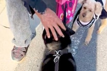 小さな頃から可愛がってくれる『おじいちゃん』に遭遇した犬→見つけた瞬間の『愛おしすぎる光景』に反響「圧がｗ」「おじいちゃん絶対に嬉しい」