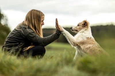 ハイタッチする犬と女性