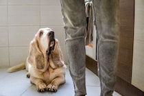 犬を幻滅させる『飼い主の言動』5つ　愛犬の期待を裏切るタブー行為や適切な接し方まで
