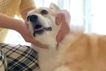 犬を撫でている途中、猫がやってきたので撫でたら…手を取られてしまった瞬間の『表情』が10万表示「微動だにしないの笑った」「真顔すぎるｗ」