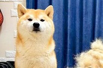 『AI画像かと間違えられるほどの…』換毛期の柴犬をブラッシングした結果→理不尽すぎる光景に1万いいね「もう1匹できそう」「誇らしげで草」