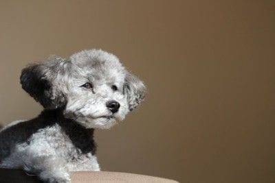 見つめる犬