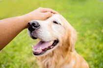 犬に幸せを与える『ワード』7選　愛犬が大喜びする飼い主からの言葉や褒め方のコツまで