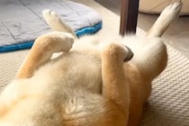 森の中を散歩をする2匹の犬→疲れてしまい、帰りの車内でウトウトして…帰宅後の『寝姿』が豪快すぎると反響「美しいへそ天」「今年一癒された」