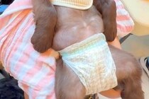 初めて病院に来た子犬→『待合室で怖がってしまうかな』と心配していたら…まさかの『大物すぎる光景』が188万再生「犬生何周目？」「人みたい」