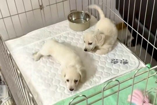 『2匹の赤ちゃん犬』に近づいた結果→嬉しさが爆発して…破壊力が高すぎる『まさかの行動』に悶絶「人を沼らせる」「可愛い以上の言葉がない」