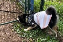 犬と旅行中にドッグランへ→『喜んで遊んでくれるかな』と思いきや…まさかの展開が20万再生「意味がわからないｗ」「自由奔放さが微笑ましい」