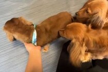 トリミングでイメチェンした父犬→帰宅後、3匹の子どもたちが『知らない犬だ』と勘違いして…まさかの反応に「そんな気づかない？ｗｗ」の声