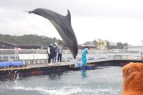 生まれて初めて『イルカを見た』猫と大型犬→まるで子どものように…水族館で見せた光景に絶賛「一緒に泳ぎたがってるｗ」「幸せなワンニャン」