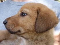 犬の嫌いな音を知っていますか？
