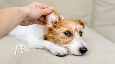 きれいな耳
