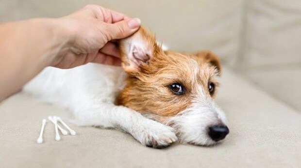 犬が『耳掃除を嫌がる』理由5つ　お手入れさせてくれないときの対処法とは？