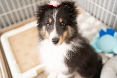 子犬の真後ろにトイレトレー