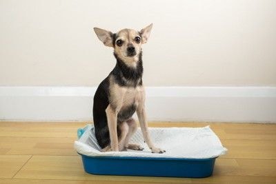 トイレトレーに座る犬