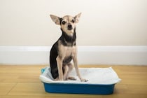 犬が『トイレの上にずっといる』心理4つ　排泄時以外もトイレシーツから動かないワケとは？