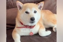 約1年前に飼い主と死別した犬→息子夫婦が引き取ったものの、不安の連続で噛みつき…愛情のあるお世話で『徐々に心を開く記録』に感動