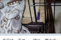 『絶対に犬は飼わない』と言っていた父が子犬を飼った結果→LINEがきたので、開いてみると…想定外の内容が23万再生「愛情深い」「幸せもの」