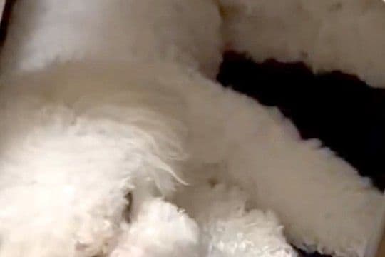 眠りながらピクピクと震える犬→『発作かも』と心配で病院へ行ったら…まさかの『診断結果』が88万表示「ビックリするよね」「うちもしますｗ」