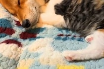 『捨てられていた保護猫』と一緒に寝る『先住犬』→ふと覗いてみると…心を許しすぎている『尊い寝方』が7万再生「可愛くて無理」「なんて幸せ」