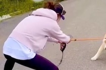 体重43キロの秋田犬が散歩拒否→後ろの『田んぼ』に入りそうになり…絶対に阻止したい母との『本気の戦い』が207万再生「スクワットで草」
