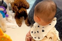赤ちゃんに吠えまくる犬→同居犬が止めるために駆け寄って…想像以上の『圧のかけ方』が32万再生「ゼロ距離で草」「本人なにもわかってないｗ」
