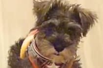 『ボロ雑巾と呼ばれていた犬』が過去の自分のようで…『幸せにしたい』と飼った結果→愛情いっぱいな『現在』に感動「運命だ」「世界一の宝物」