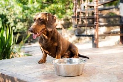 暑そうにしている犬