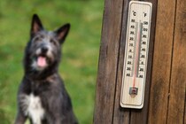 犬が『夏バテ』しているときの危険な症状4選　放っておくと命を落とす可能性も…