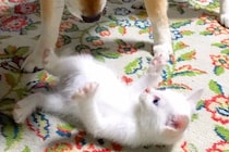 『夜中に発見した保護子猫』を本当の子供のように育てた犬→9年後、できないことが増えて…涙腺崩壊する光景が26万再生「泣いた」「本当に尊い」