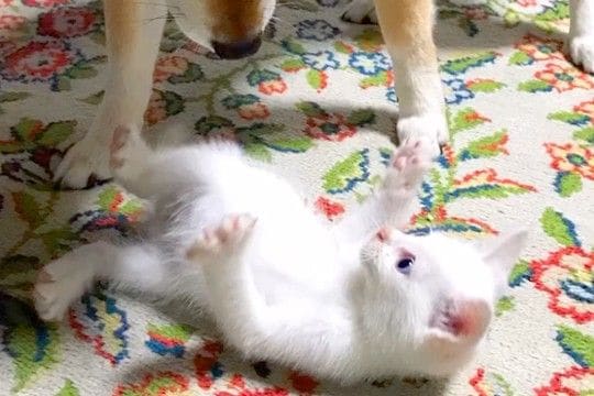 『夜中に発見した保護子猫』を本当の子供のように育てた犬→9年後、できないことが増えて…涙腺崩壊する光景が26万再生「泣いた」「本当に尊い」