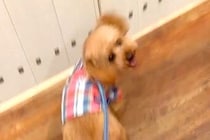 幼稚園へ愛犬を連れて行った結果→『寂しがるかな』と思いきや…ちょっぴり切ない『想定外な光景』が22万再生「全力で草」「相当楽しいんだね」
