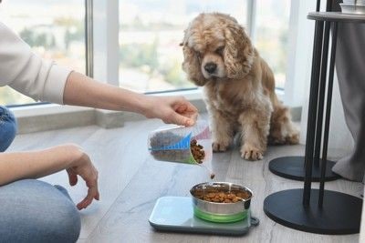 フードを計量する飼い主とそれを待つコッカースパニエル