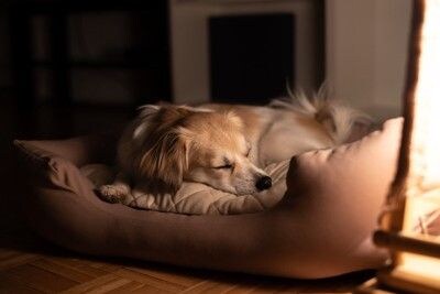 犬用ベッドで眠る犬