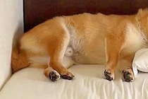 ベッドの隅っこで気持ちよさそうに眠る柴犬→完璧な『枕の使い方』が可愛すぎると4万いいね集まる「枕になりたい…」「フィット感ハンパないｗ」