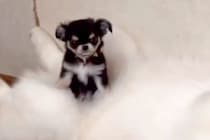 極小の赤ちゃん犬が『大型犬たちと暮らした』結果→お腹の上が特等席で…愛おしすぎる『サイズ差』が98万再生「自称ハスキーｗ」「素敵な関係」